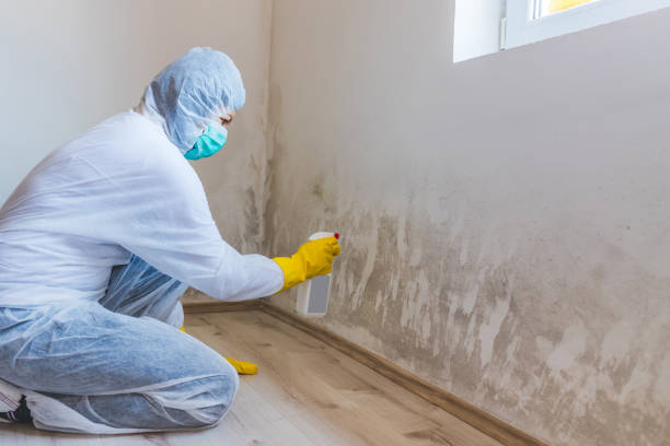 Licensed Black Mold Remediation service in Harper Woods, MI - 24 Hour Mold Removal