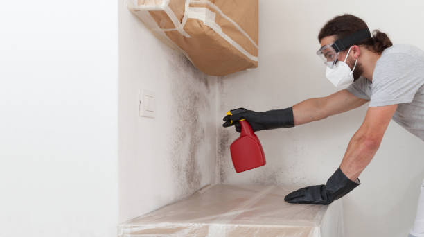 Professional Black Mold Remediation technician working in Harper Woods, MI