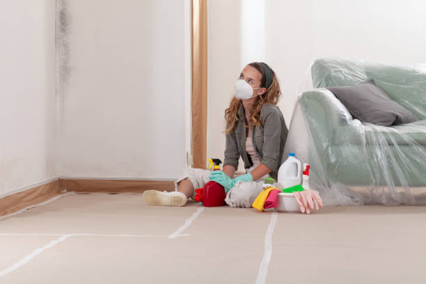 Reliable Black Mold Remediation contractor in Harper Woods, MI by 24 Hour Mold Removal
