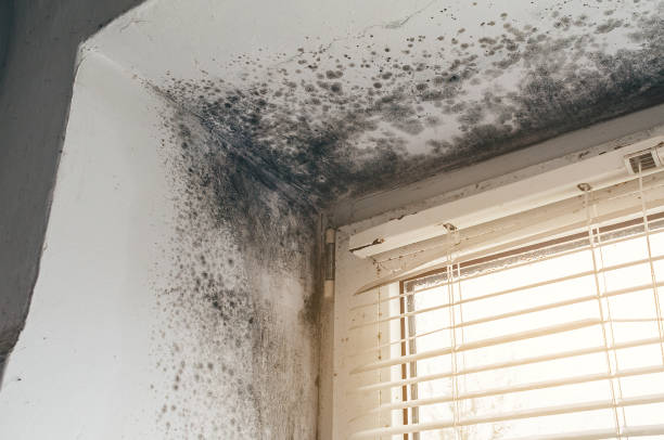 Affordable Black Mold Remediation solutions in Harper Woods, MI